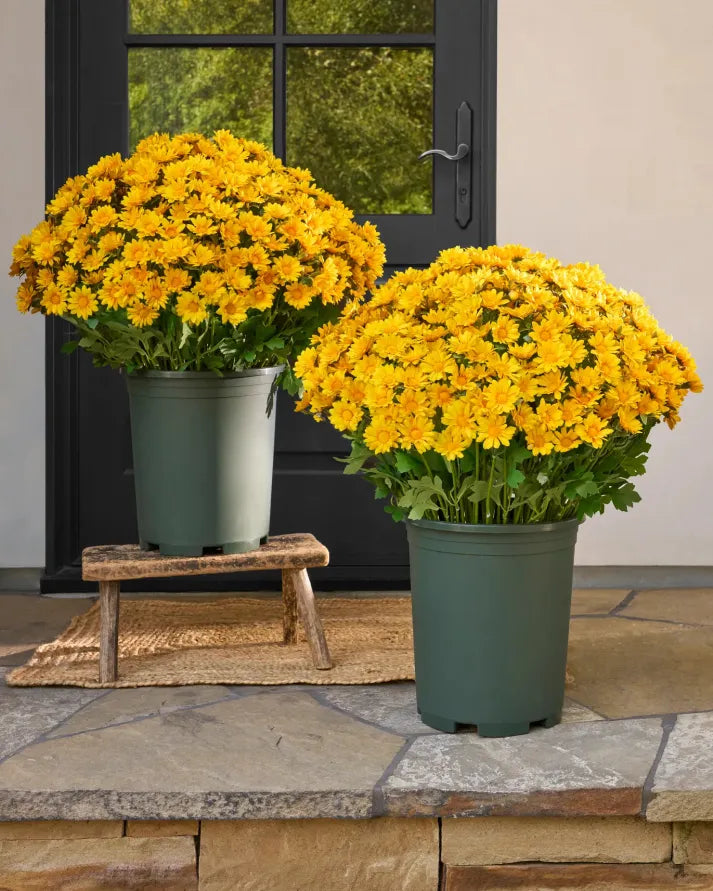 💥Last Day Each- Artificial Outdoor Sunset Mums Flowers - Waterproof, Windproof