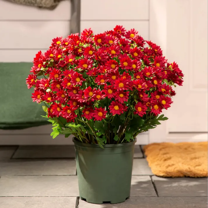💥Last Day Each- Artificial Outdoor Sunset Mums Flowers - Waterproof, Windproof