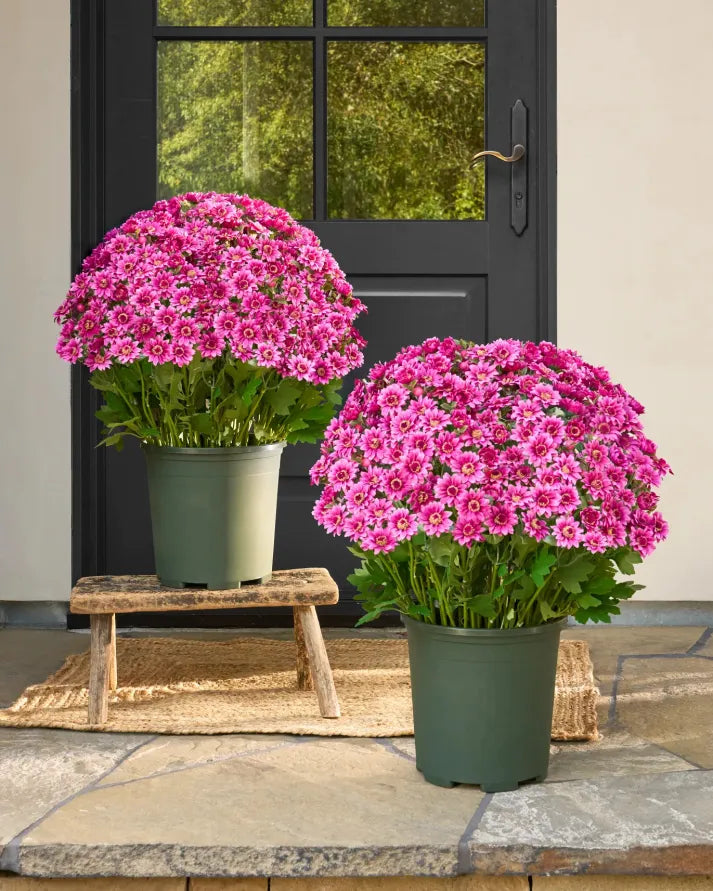 💥Last Day Each- Artificial Outdoor Sunset Mums Flowers - Waterproof, Windproof