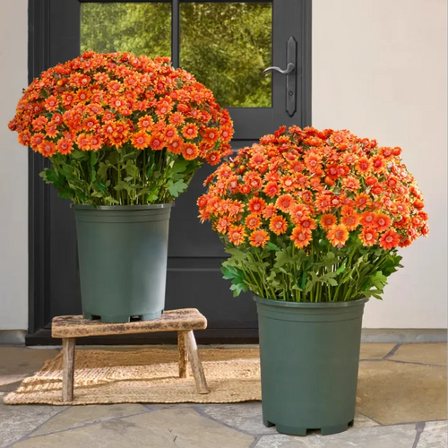 💥Last Day Each- Artificial Outdoor Sunset Mums Flowers - Waterproof, Windproof