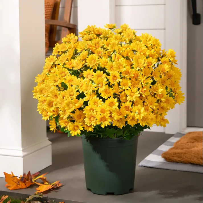 💥Last Day Each- Artificial Outdoor Sunset Mums Flowers - Waterproof, Windproof