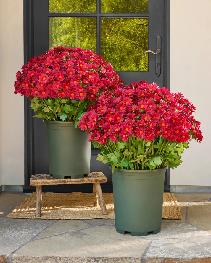 💥Last Day Each- Artificial Outdoor Sunset Mums Flowers - Waterproof, Windproof