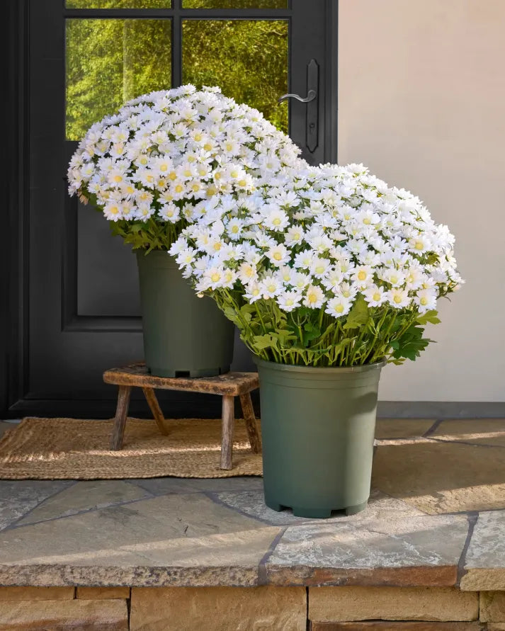 💥Last Day Each- Artificial Outdoor Sunset Mums Flowers - Waterproof, Windproof