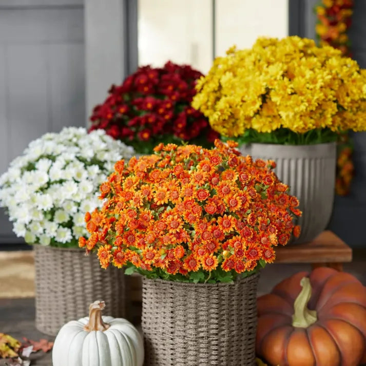 💥Last Day Each- Artificial Outdoor Sunset Mums Flowers - Waterproof, Windproof
